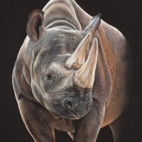 Artwork of a rhino
