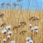 thistledown-gold-and-ground-elder