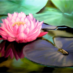 water lily