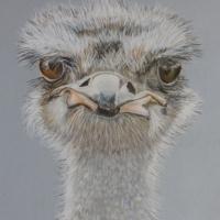 Painting of a young ostrich